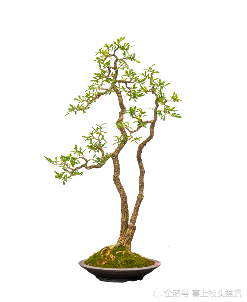 哪些植物有利于家里的风水 腾讯新闻