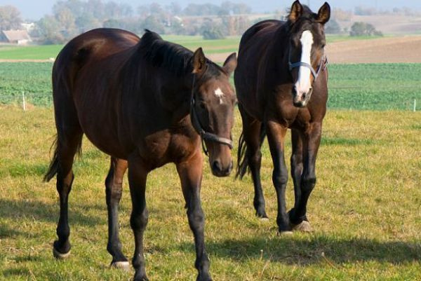 生肖马10月底你的贵人来找你了抓住了好运连连霉运消散