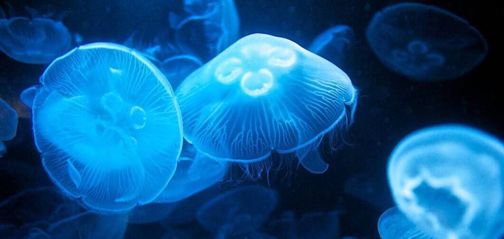 瞄准|《瞄准》作为杀手，“水母”更可怕，狂甩“牧鱼”几条街