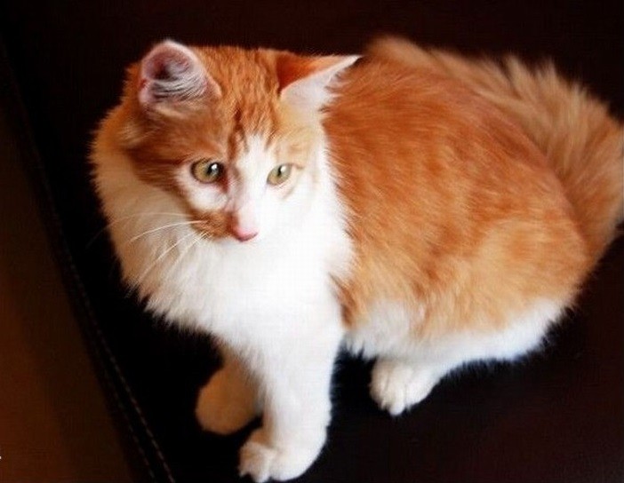 土耳其安哥拉猫,是全世界公认的,每天睡眠时间最长的猫咪
