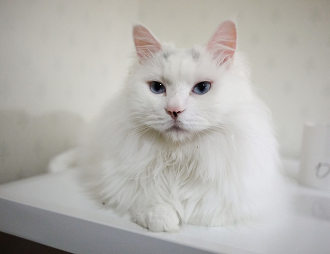 土耳其安哥拉猫,是全世界公认的,每天睡眠时间最长的猫咪