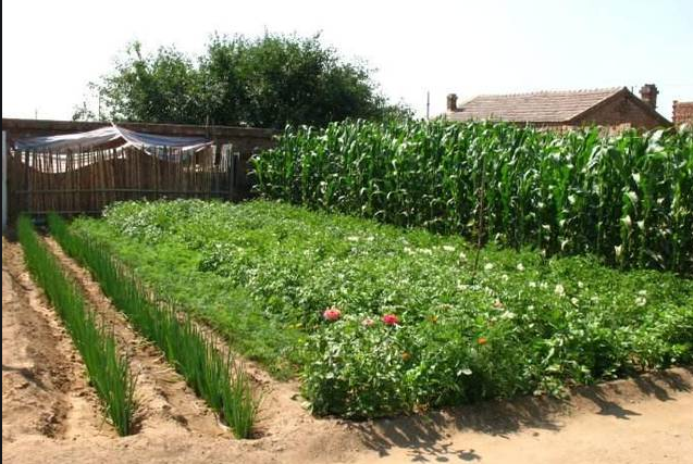 菜园散记‖情趣盎然的菜园子,你有过这体验吗?_腾讯新闻