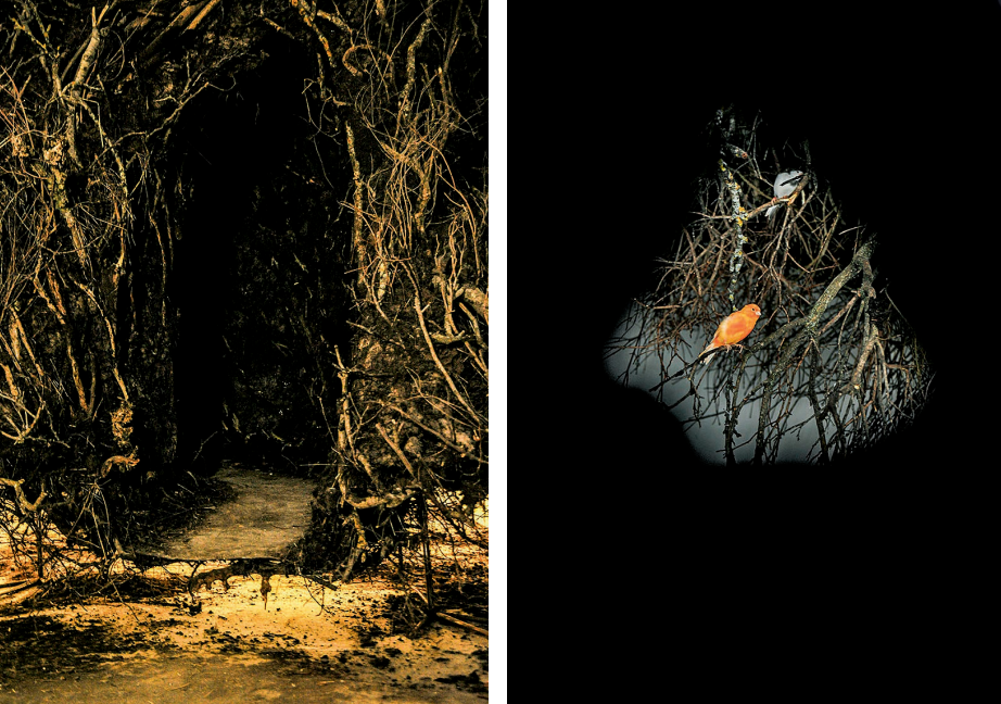 佩特里特·哈里拉伊|佩特里特·哈里拉伊：候鸟