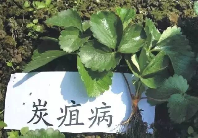 植保技術|淺談草莓炭疽病