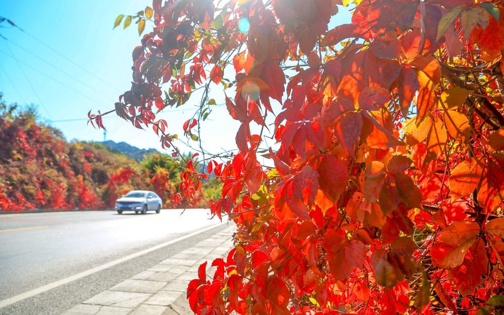 北京|又到赏红季，北京推荐19处特色彩叶景区