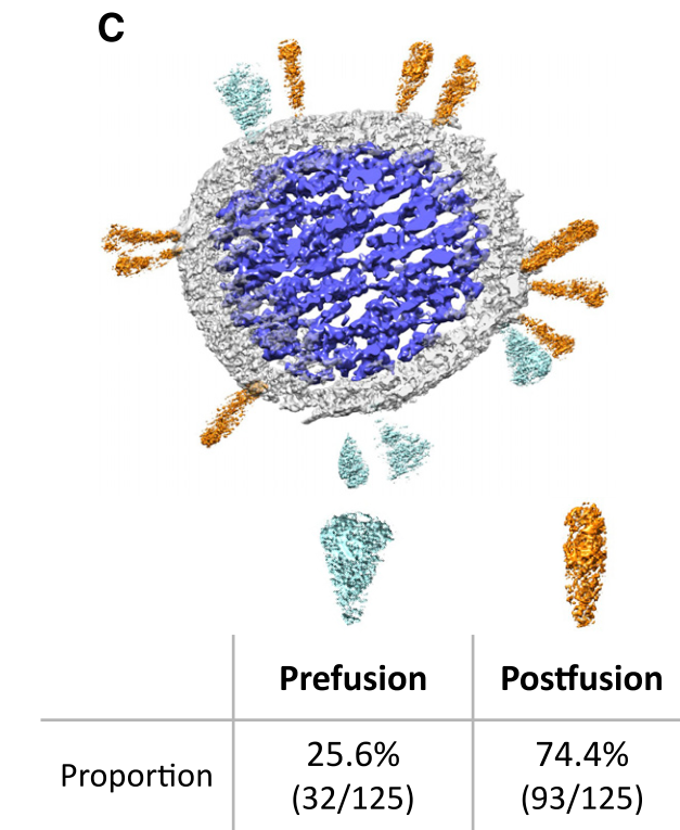 Structure｜中国学者揭示灭活SARS-CoV-2的刺突蛋白结构_腾讯新闻