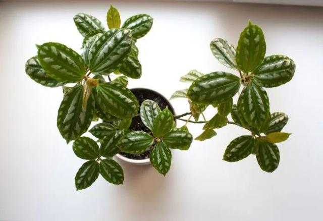 盆栽|养花该用什么土？这4样一出马，盆栽啥花都没问题，长得旺