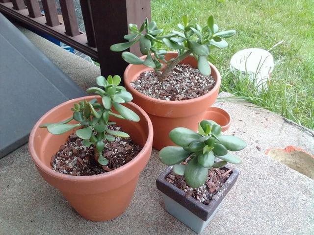 盆栽|养花该用什么土？这4样一出马，盆栽啥花都没问题，长得旺