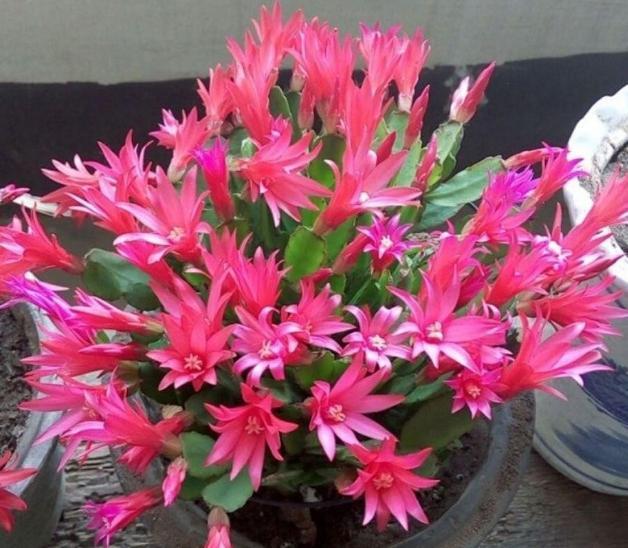 盆栽|养花该用什么土？这4样一出马，盆栽啥花都没问题，长得旺