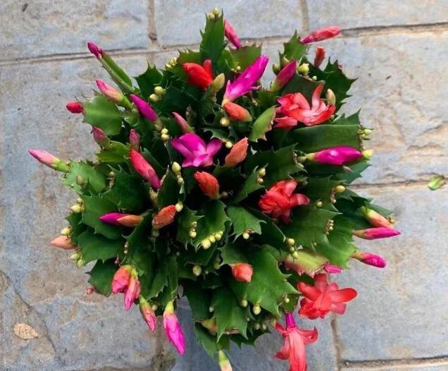 盆栽|养花该用什么土？这4样一出马，盆栽啥花都没问题，长得旺