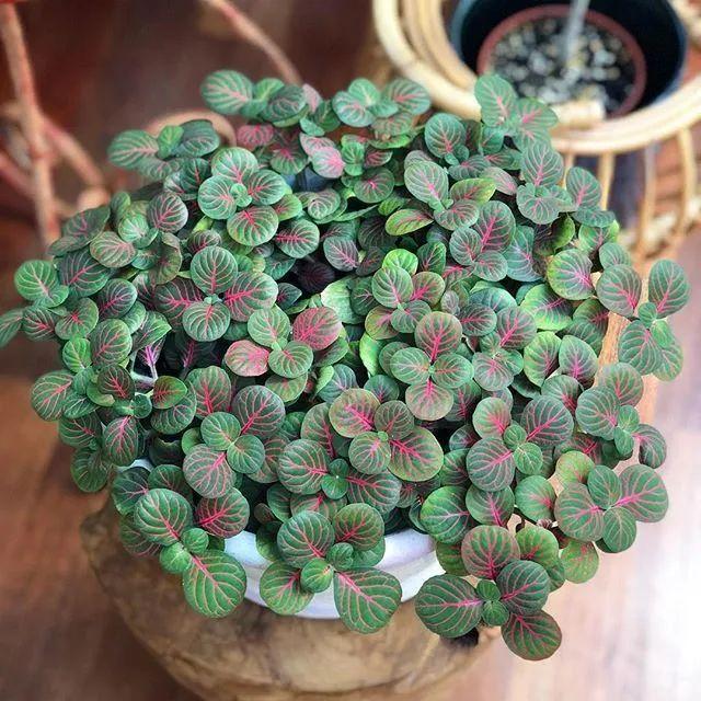 盆栽|养花该用什么土？这4样一出马，盆栽啥花都没问题，长得旺