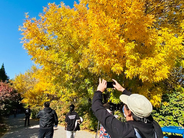 秋日|不是银杏不是黄栌，秋天最先变美的树竟然是它