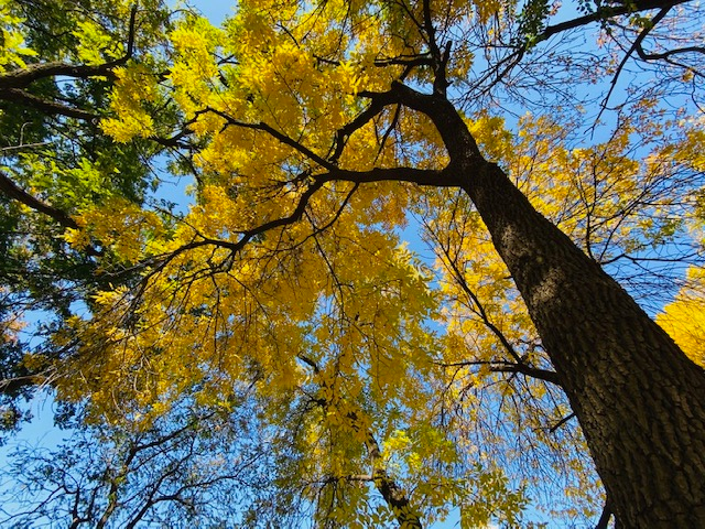 秋日|不是银杏不是黄栌，秋天最先变美的树竟然是它
