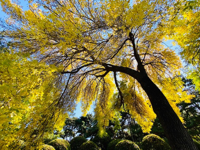 秋日|不是银杏不是黄栌，秋天最先变美的树竟然是它