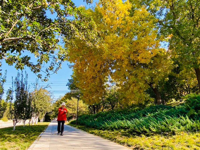 秋日|不是银杏不是黄栌，秋天最先变美的树竟然是它