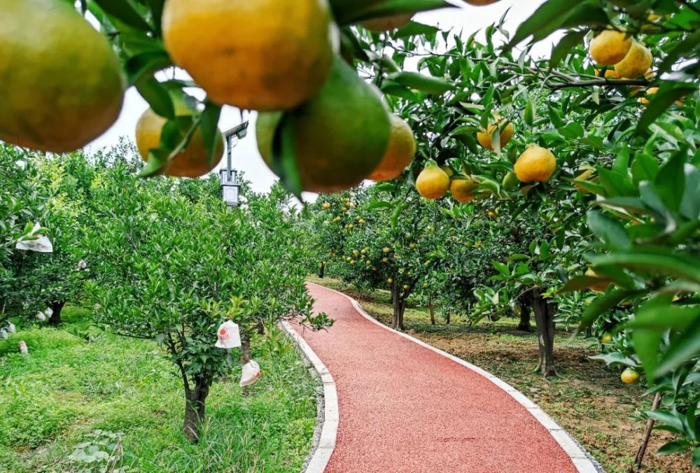 央视聚焦四川蒲江县赓续红色血脉引领绿色发展