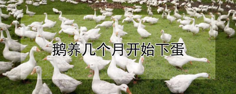 饲料|鹅养多久会开始下蛋？鹅养几个月开始下蛋