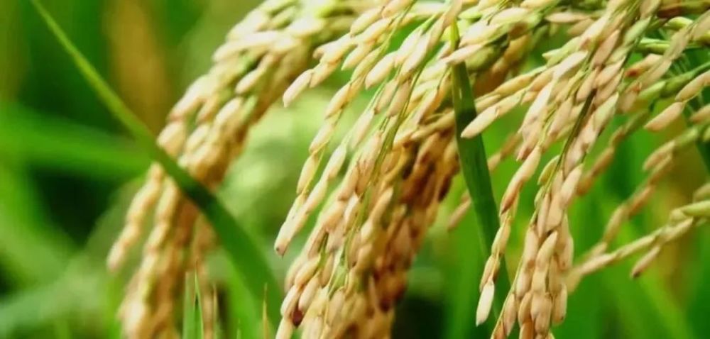 米饭|一碗米饭 百年故事