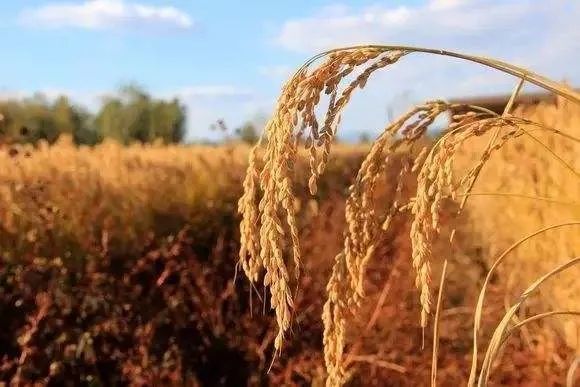 米饭|一碗米饭 百年故事