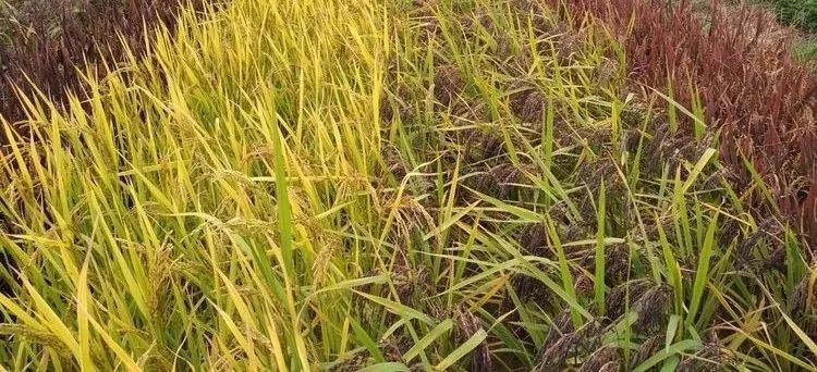 米饭|一碗米饭 百年故事