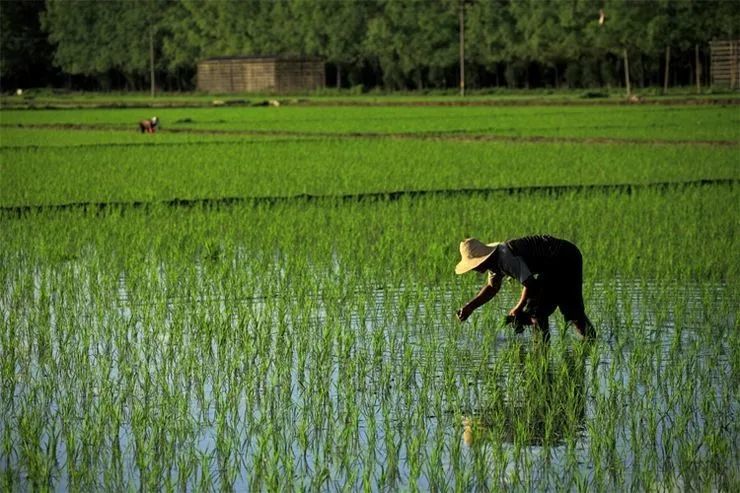 米饭|一碗米饭 百年故事