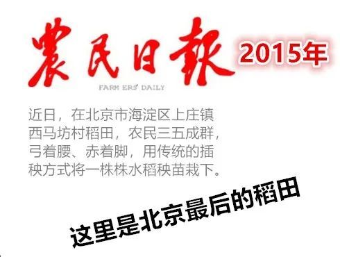 米饭|一碗米饭 百年故事