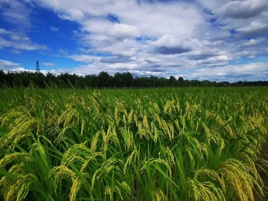 米饭|一碗米饭 百年故事