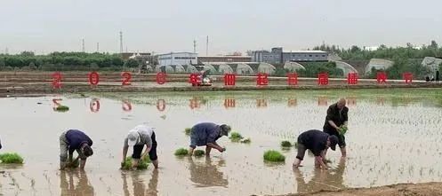 米饭|一碗米饭 百年故事