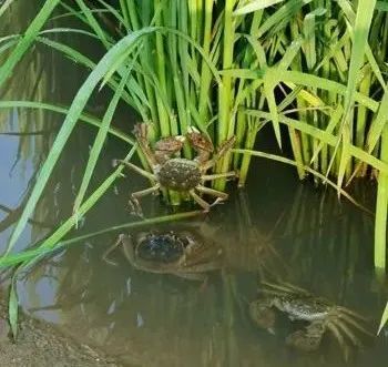 米饭|一碗米饭 百年故事