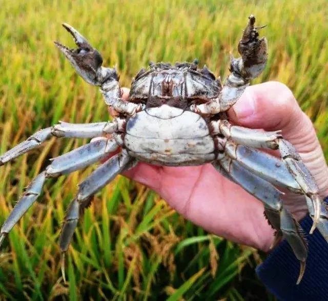 米饭|一碗米饭 百年故事