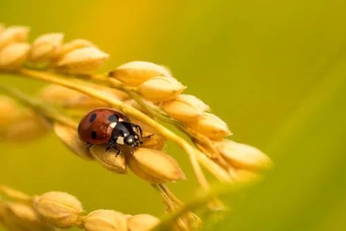 米饭|一碗米饭 百年故事