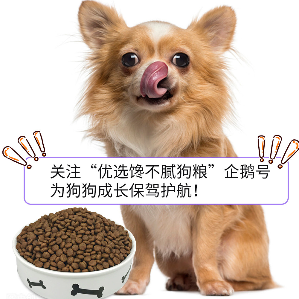 狗和犬有区别吗 当然有 宠主千万别搞错了 腾讯新闻