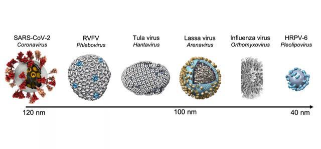 结构生物学家之痛:艾滋,新冠等囊膜病毒,为何长相如此不同?