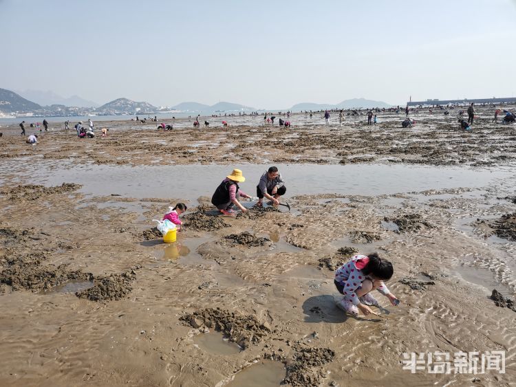 沙子口海滩:赶海挖蛏子 一挖一小篓