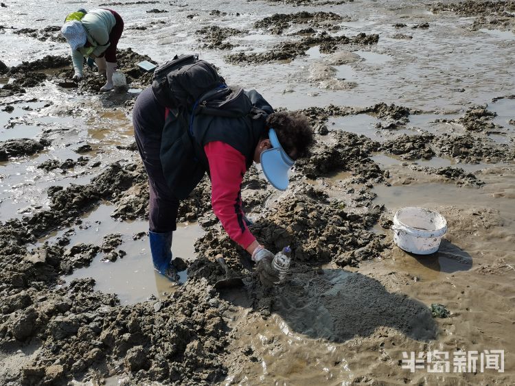 沙子口海滩:赶海挖蛏子 一挖一小篓
