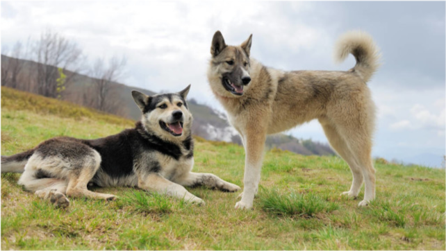 狗和犬有区别吗 当然有 宠主千万别搞错了 腾讯新闻