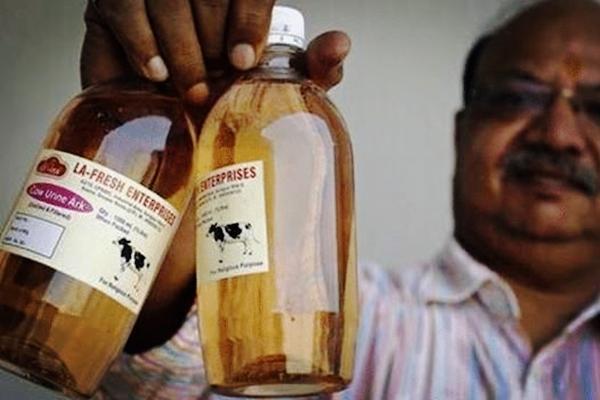 新冠|新冠不算事！印度用牛粪牛尿研发包治百病的药，实验室设在牛棚里