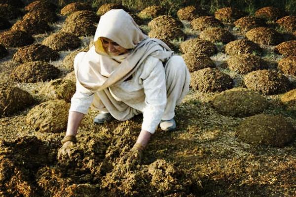 新冠|新冠不算事！印度用牛粪牛尿研发包治百病的药，实验室设在牛棚里