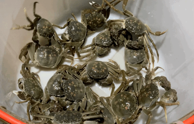 好货不怕晚,松江这里的浦江蟹"横行"上市,你还没吃过吗?