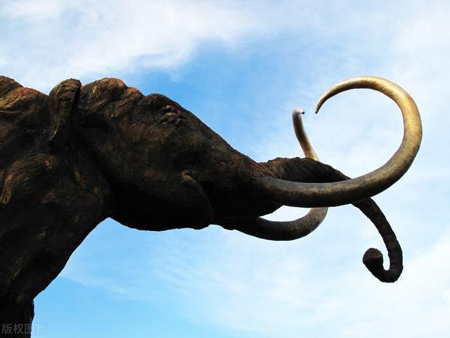 猛犸象|假如巨齿鲨猛犸象还活着会发生什么？