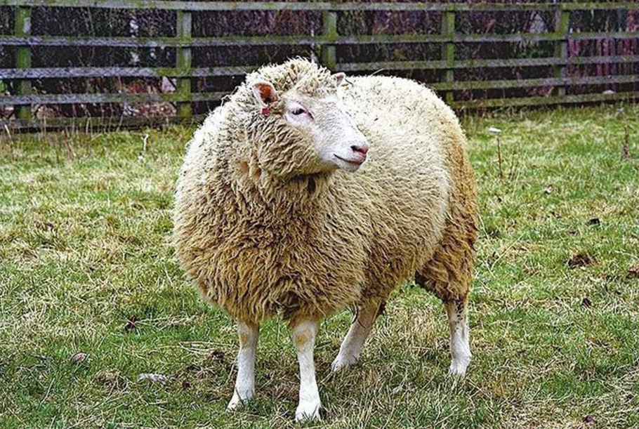 克隆技术|“克隆技术”曾传得沸沸扬扬，为何如今很少出现，看克隆羊的结局