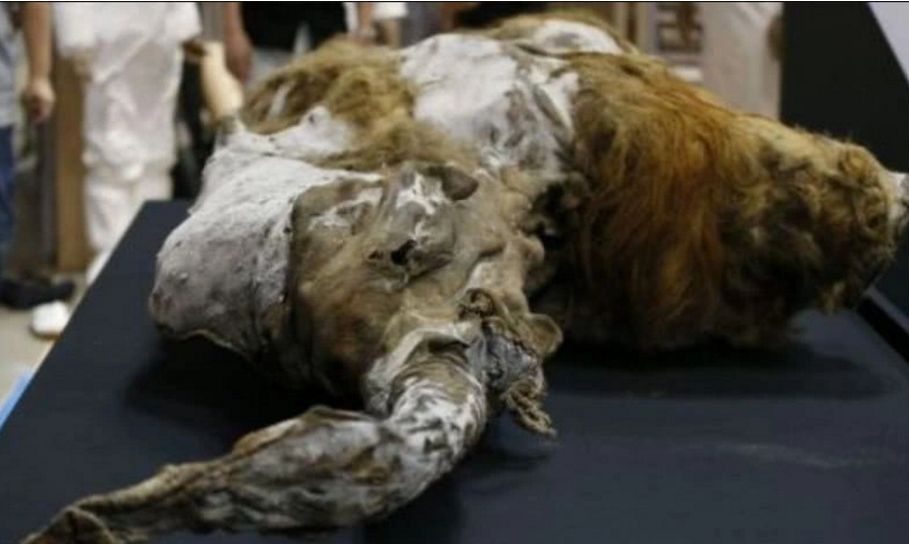 克隆技术|“克隆技术”曾传得沸沸扬扬，为何如今很少出现，看克隆羊的结局