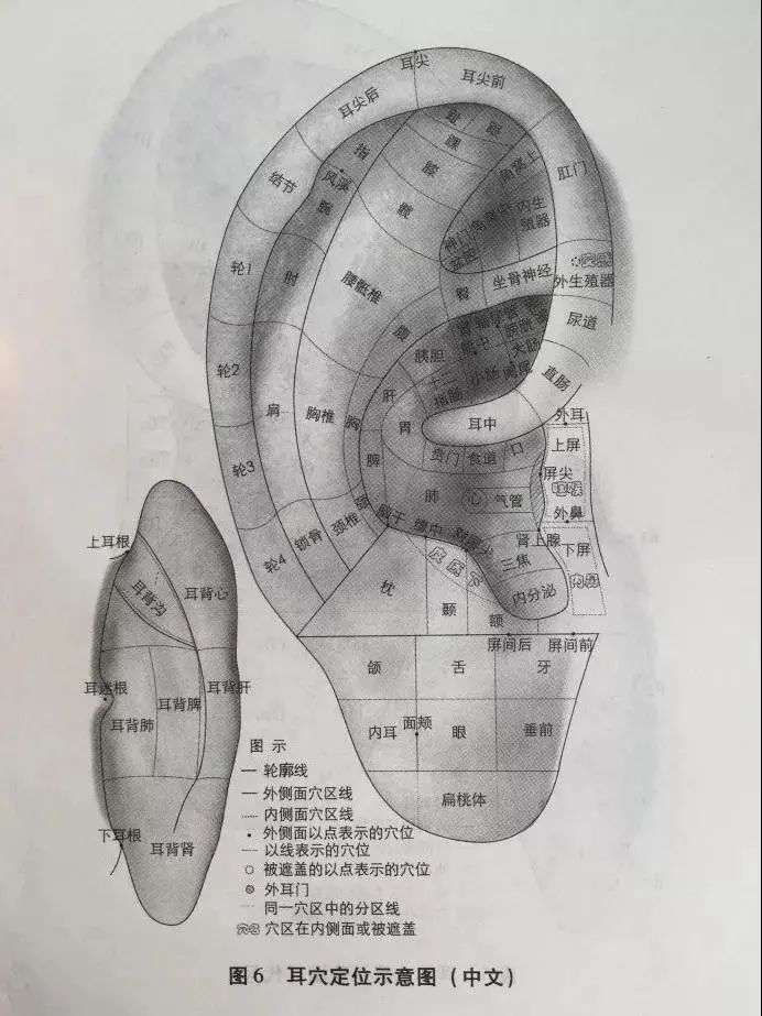 簡單七招捏出健康耳朵局部血管過於充盈,擴張,可見到圓圈狀,條段樣等