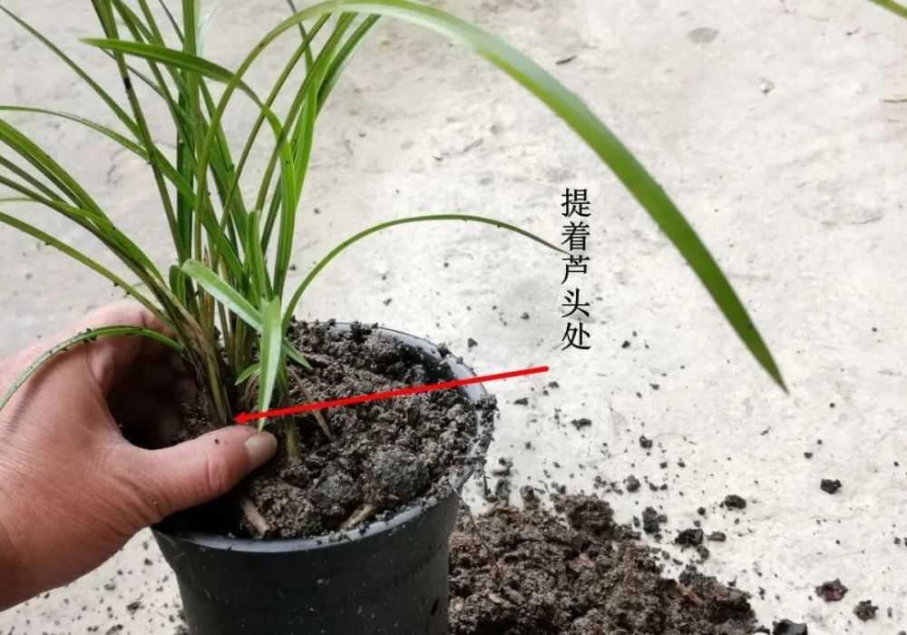 兰花种植方法,有没有诀窍呢?兰友:秘诀就是一提一偏_腾讯新闻