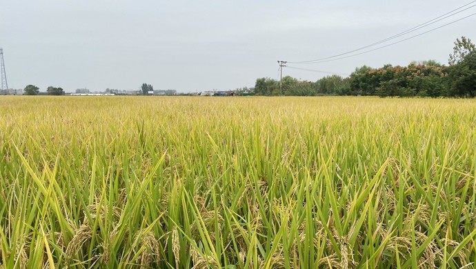 王家坝镇|王家坝的“稻坚强” ：生于上海，水淹没顶10天仍有不错收成