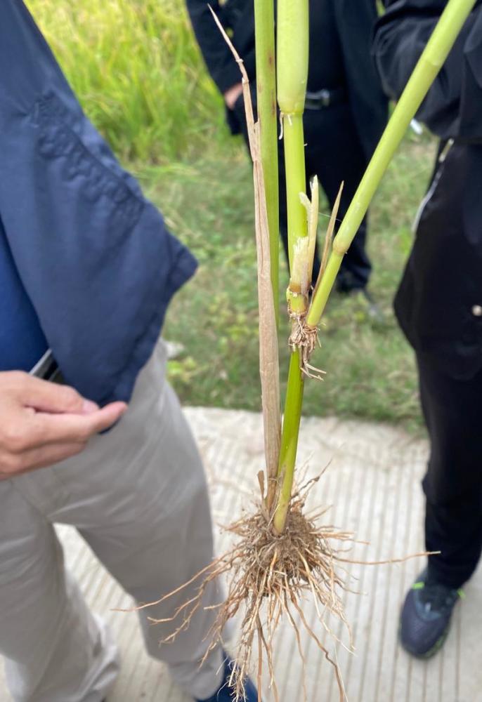 王家坝镇|王家坝的“稻坚强” ：生于上海，水淹没顶10天仍有不错收成
