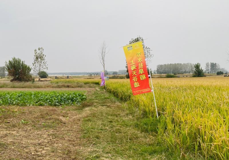 王家坝镇|王家坝的“稻坚强” ：生于上海，水淹没顶10天仍有不错收成