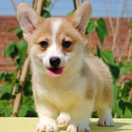 亲子鉴定|北京司法亲子鉴定怎么做