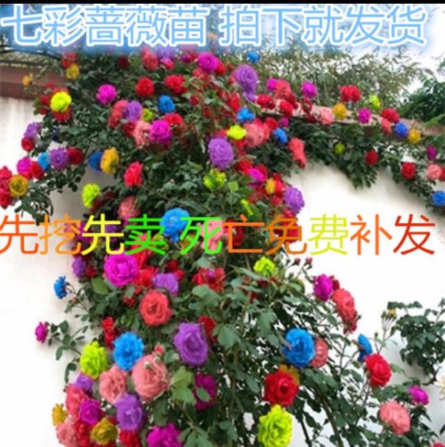 购花 陷阱 知多少 这几种常见 陷阱 遇见了记得要躲开 蝴蝶兰 青璃 鹤望兰 君子兰