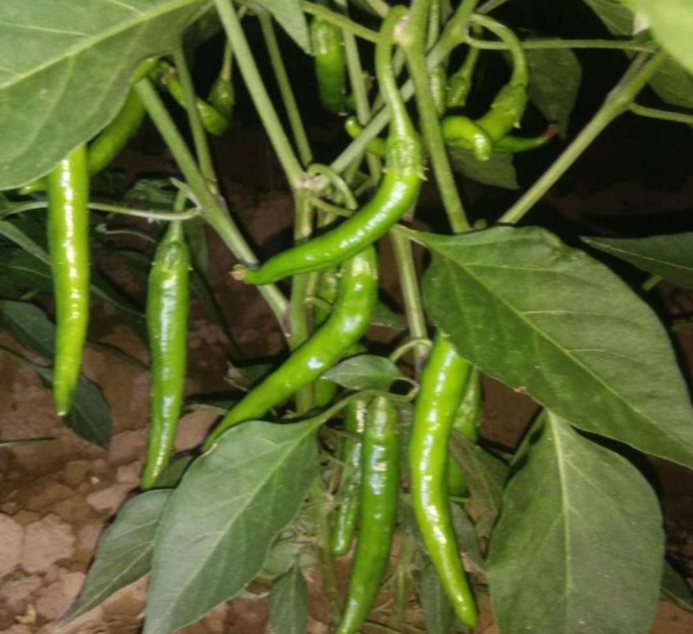 芸苔素内酯|能使作物叶片快速变绿的“绿叶灵”，自己就能配，喷后三天见效？